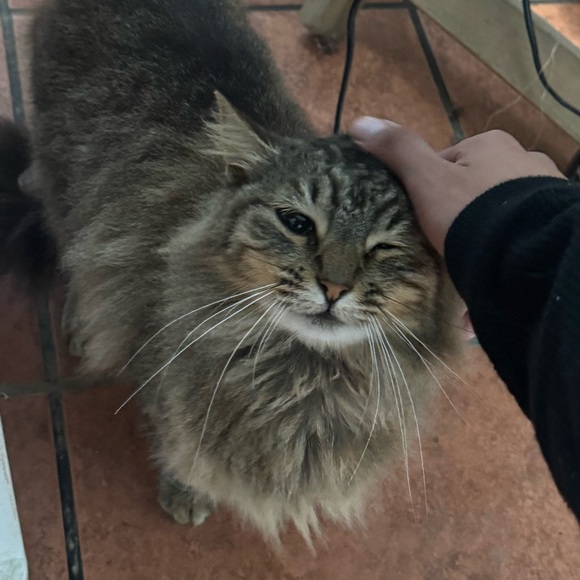 Meet your Posher, Santiago - Picture 1 of 1